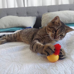 Typared Jiggle Ball for Cat