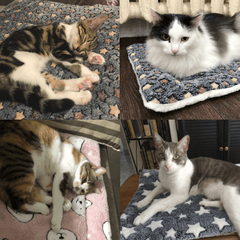 š„Limited stock available 50% OFFš„š¾Hot Sale BUY 1 GET 1 FREEš±2025 New Upgraded Super Cosy Calming Pet Blanket