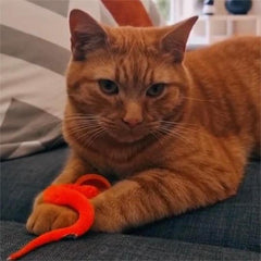 Typared Jiggle Ball for Cat