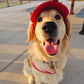 Fashionable Corduroy Dog Hat