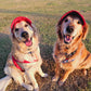 Fashionable Corduroy Dog Hat