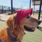 Fashionable Corduroy Dog Hat