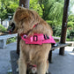 Pet swimsuit life jacket Golden retriever Corgi Fate Teddy large, medium and small dogs and dogs for water play at the beach
