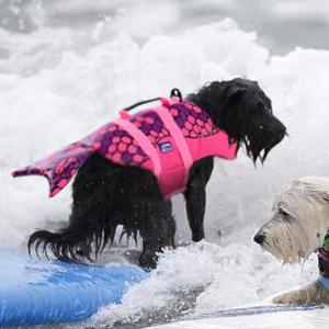 Dog Life Jacket Ripstop Shark Dog Safety Vest Adjustable Preserver with High Buoyancy and Durable Rescue Handle for Small,Medium,Large Dogs, Pink Fish X-Small