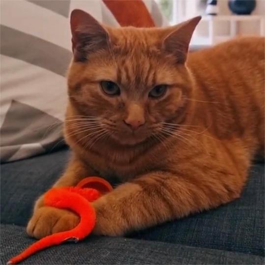 Typared Jiggle Ball for Cat