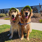 Fashionable Corduroy Dog Hat