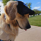 Fashionable Corduroy Dog Hat
