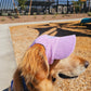 Fashionable Corduroy Dog Hat