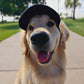 Fashionable Corduroy Dog Hat
