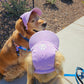 Fashionable Corduroy Dog Hat