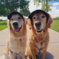 Fashionable Corduroy Dog Hat