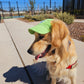 Fashionable Corduroy Dog Hat