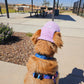 Fashionable Corduroy Dog Hat