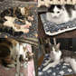🔥Sale 49% OFF - Cosy Calming Cat Blanket