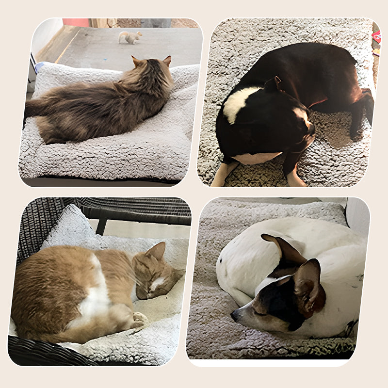 🔥This Week's Special Offer 49% OFF 🐱 Self Heating Cats Dogs Pad