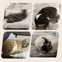 🔥This Week's Special Offer 49% OFF 🐱 Self Heating Cats Dogs Pad